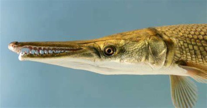 Alligator Gar Head