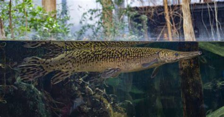 Alligator Gar In Aquarium