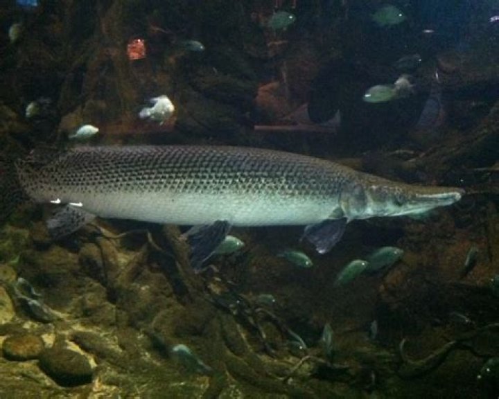 Alligator Gar