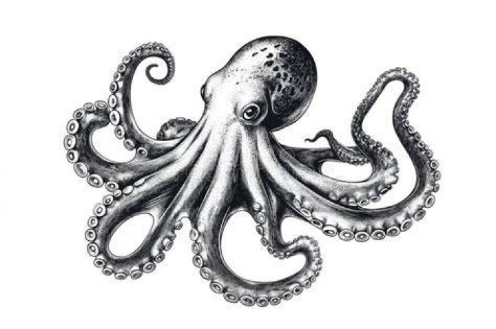 An octopus sketched by James Heltibridle