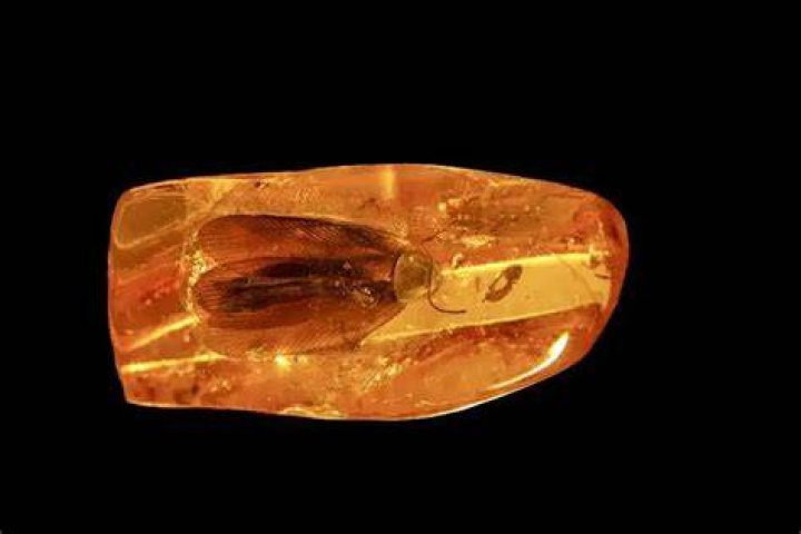 Ancient Cockroach Preserved In Amber