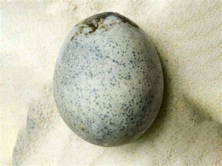 Ancient Roman Egg From Berryfields