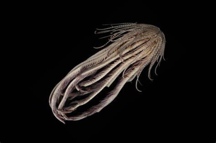 Antarctic Strawberry Feather Star