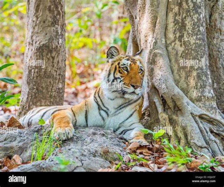Bengal Tiger In Corbett National Park