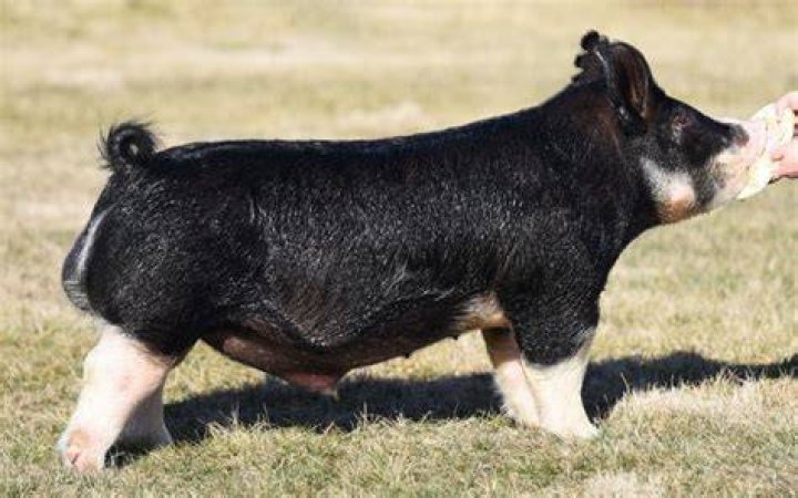 Berkshire Boar