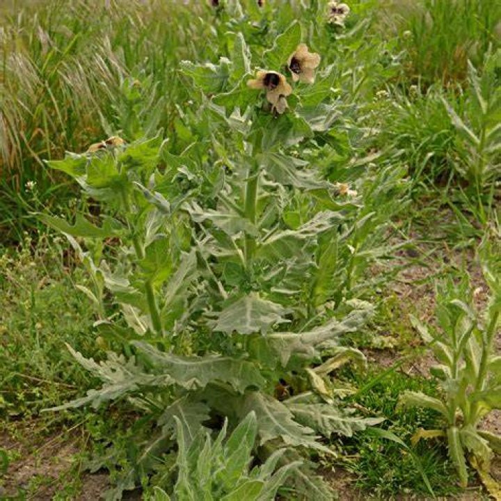 Black Henbane