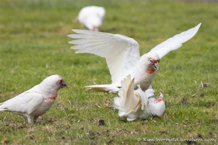 Bloody Corellas