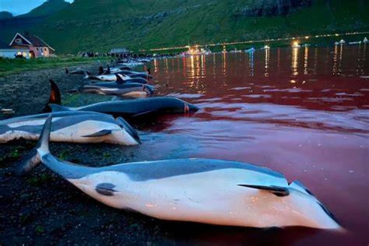 Bloody Water And Dead Dolphins