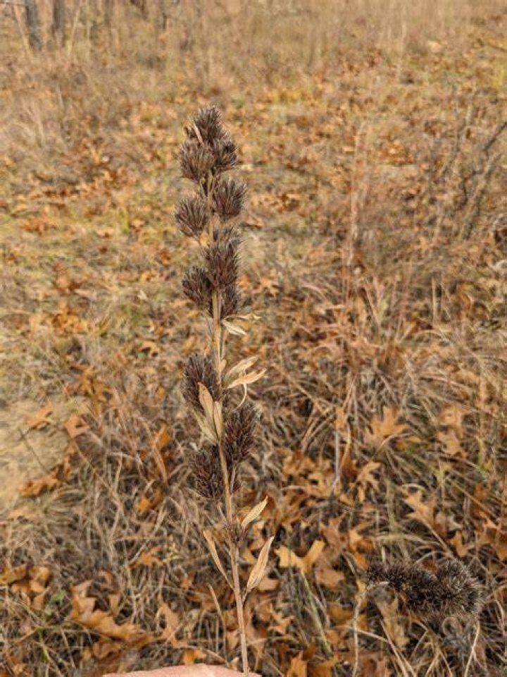 Bush Prairie