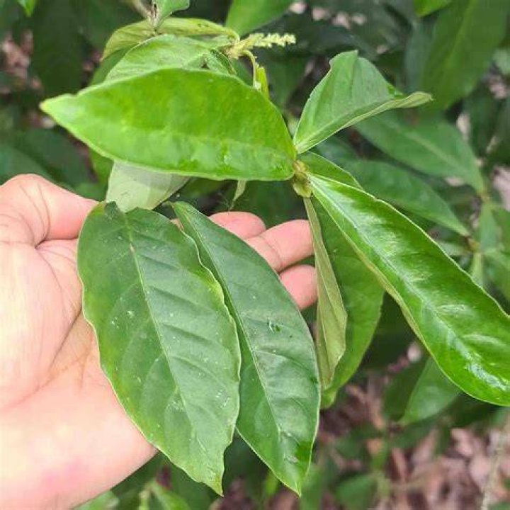 Chacruna Leaves And Vine To Bo