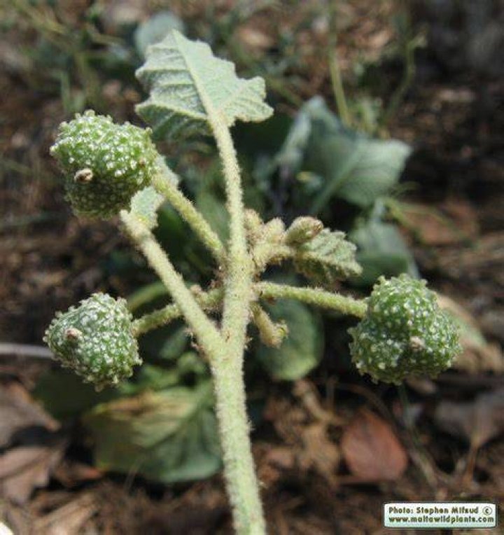 Chrozophora Tinctoria