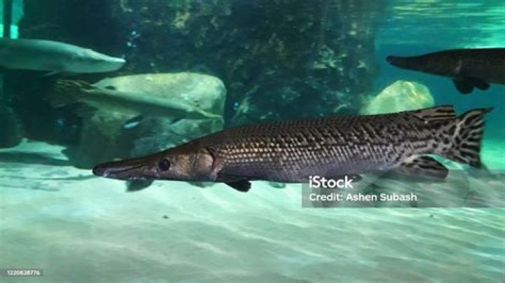 Close Up Of Gator Gar