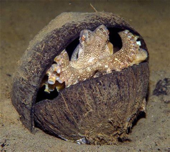 Coconut Octopus Hides In Shell