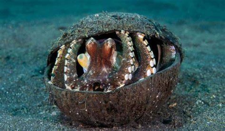 Coconut Octopus Inside Sea Shell