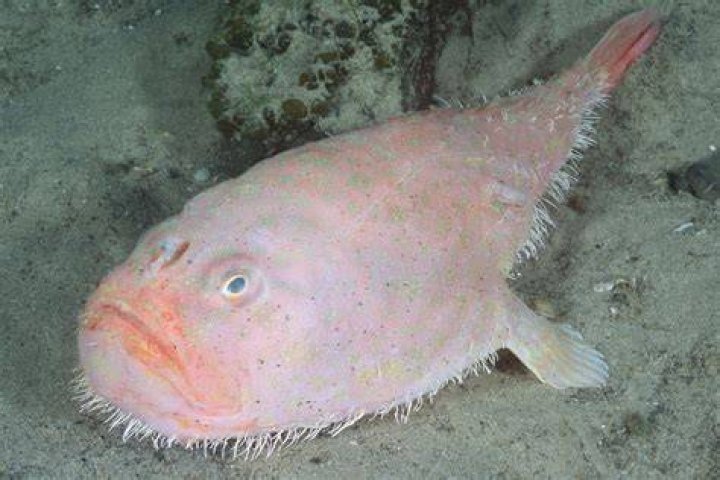 Coffin Fish