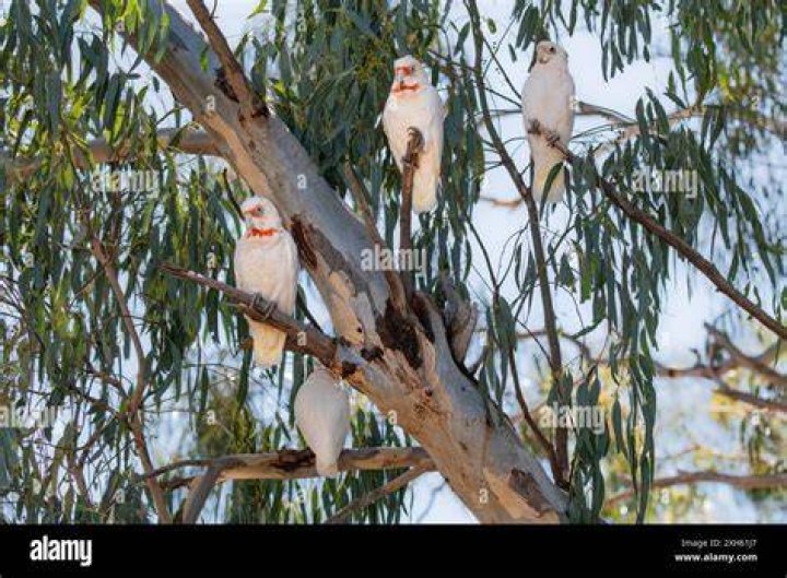 Corella In Tree