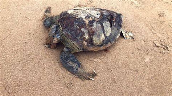 Dead Sea Turtle On Al Jazirah Beach