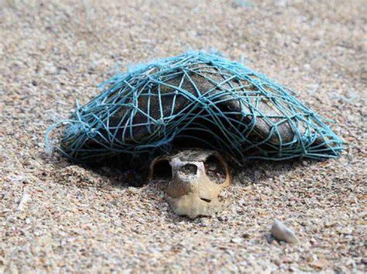 Dead Sea Turtle Wrapped In Plastic