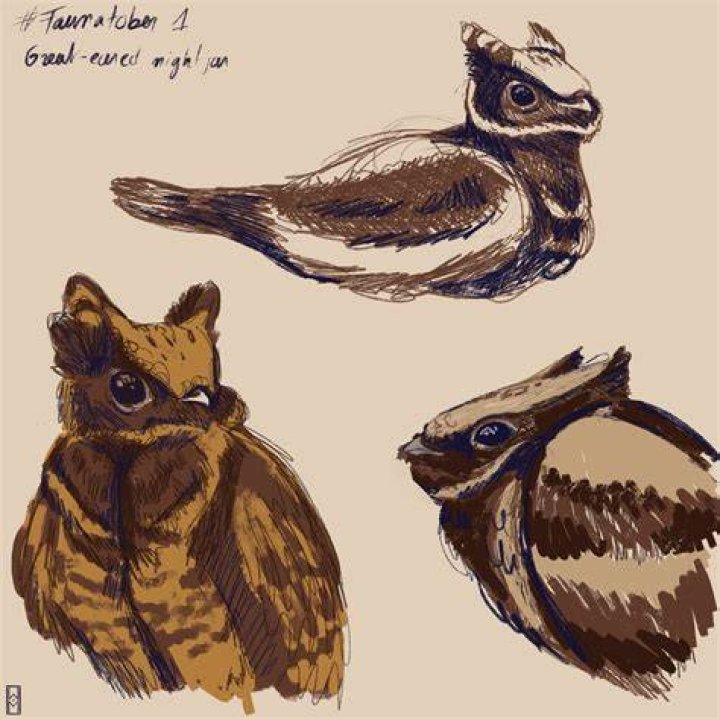 Drawing Of Great Eared Nightjar