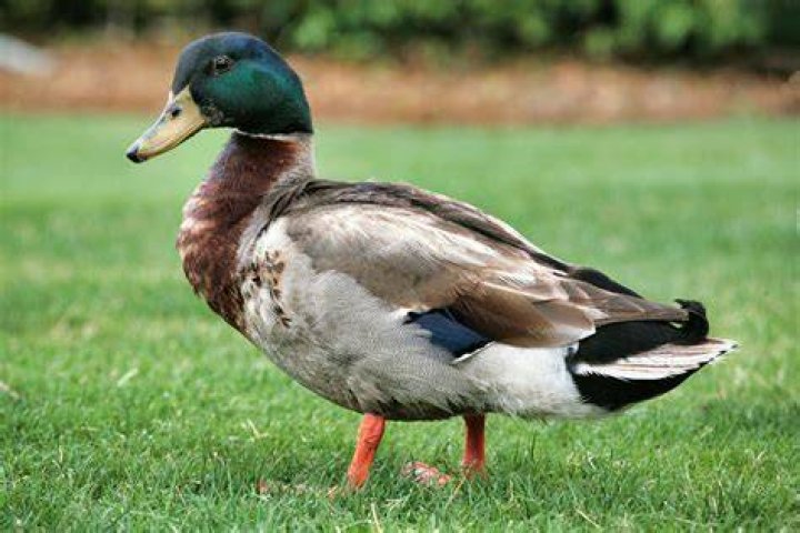 duck photograph