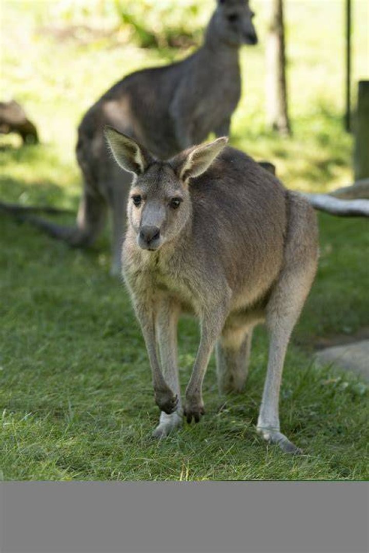 Eastern Gray Kangaroo Sniffing Camera