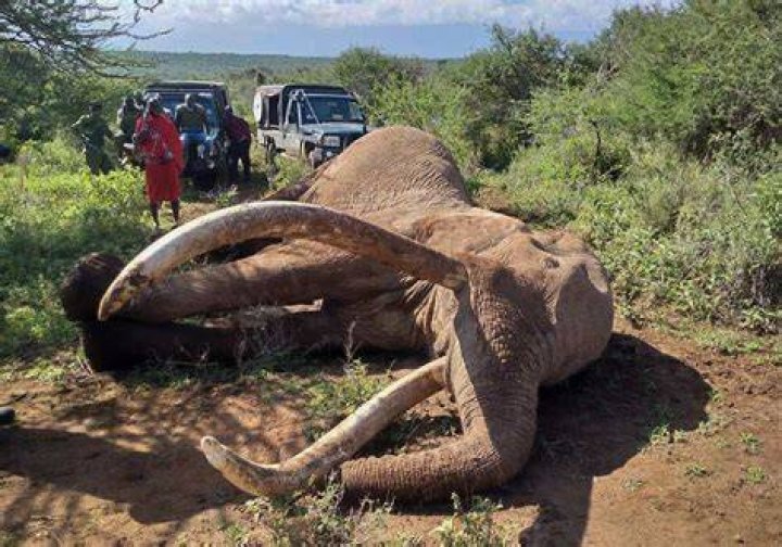 Elephant Killed In Africa