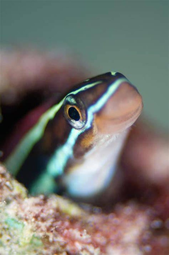Fangblenny Photograph