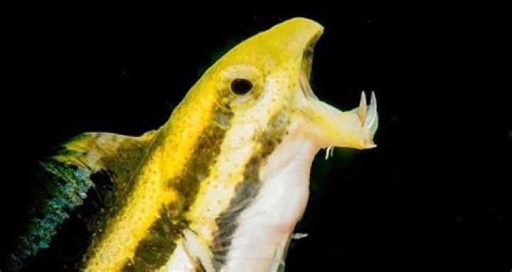 Fangblenny, The Tiny Fanged Fish That Inject Predators With Opium-Like Venom