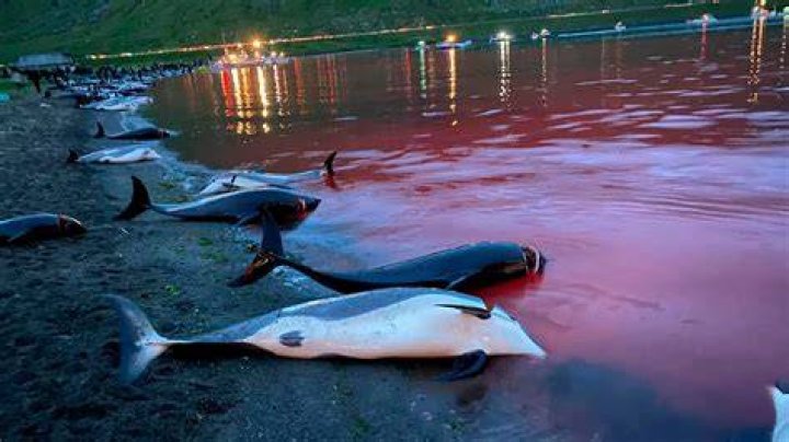Faroe Islands Dolphins