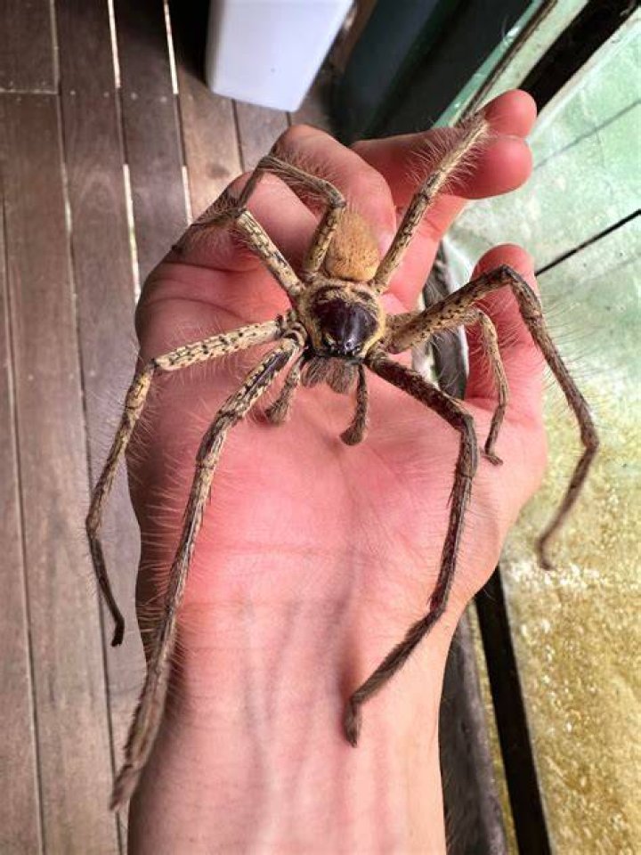 Giant Huntsman Spider Size