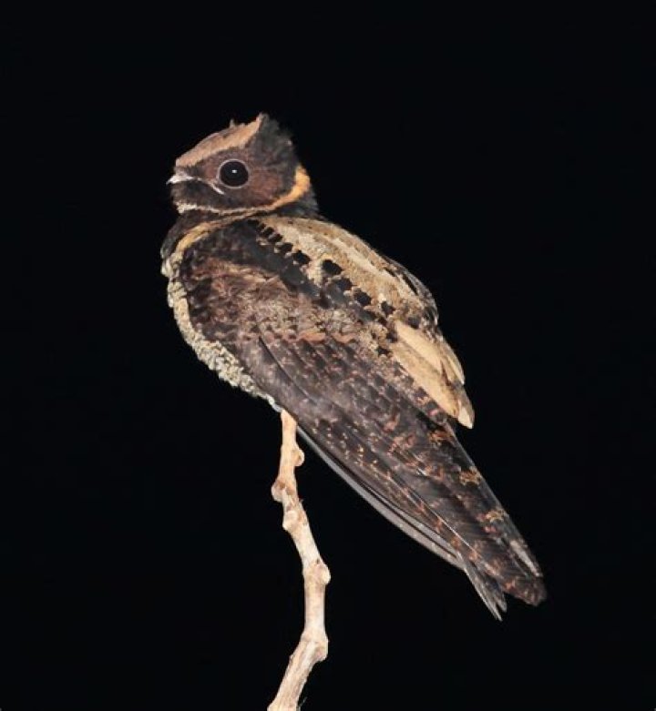 Great Eared Nightjar