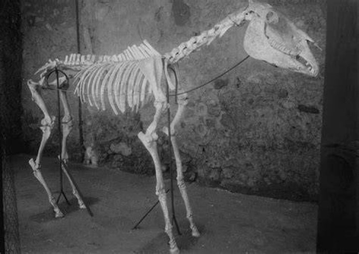 Horse Skeleton At Pompeii