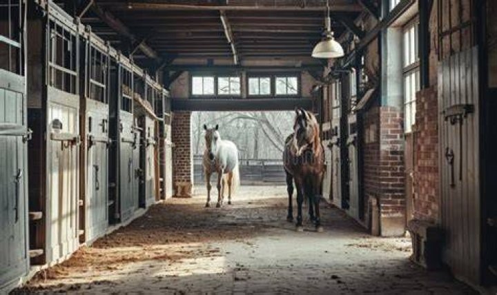 Horses Inside The Stables
