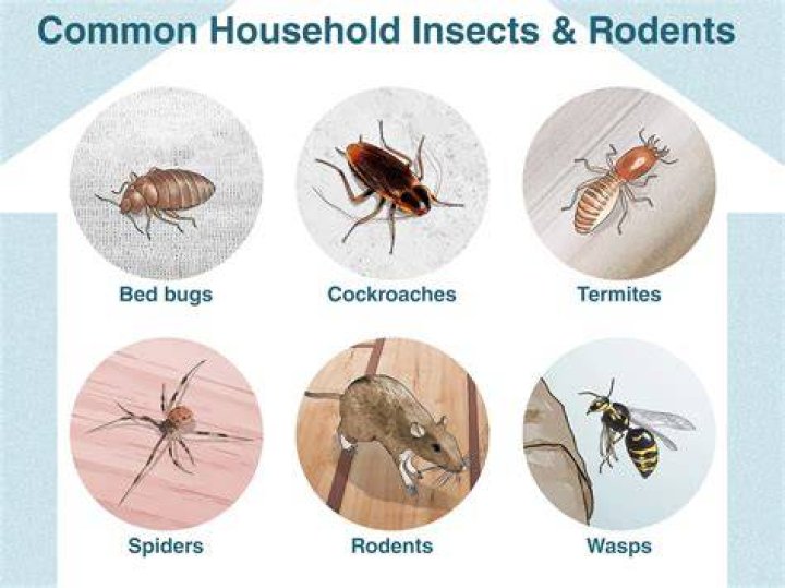 House Bugs