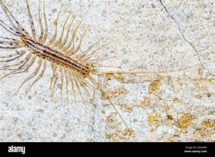 House Centipede