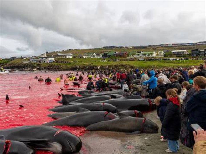 Hunted Dolphins In Faroe Islands