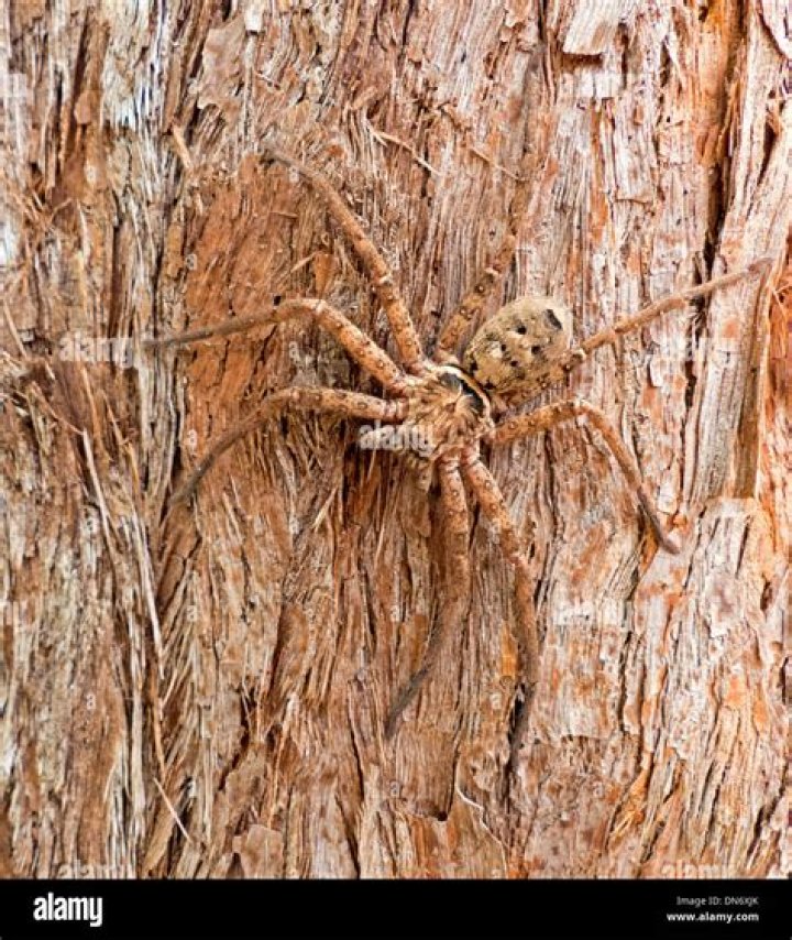 Huntsman Spider Camouflaged