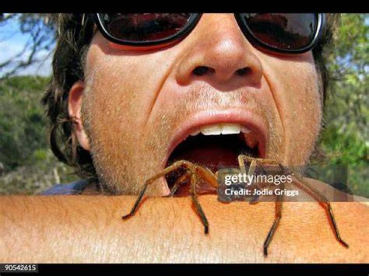 Huntsman Spider Eating