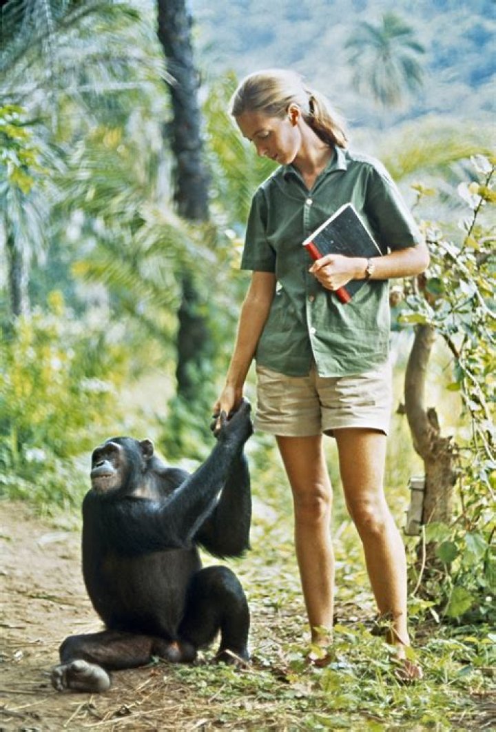 Jane Goodall With Chimp