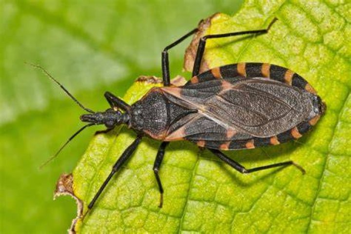 Kissing Bug