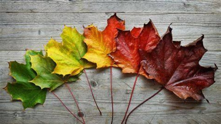 Leaves Changing Color