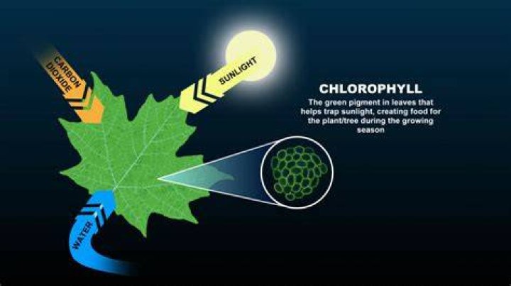 Losing Chlorophyll Is Why Leaves Change Color