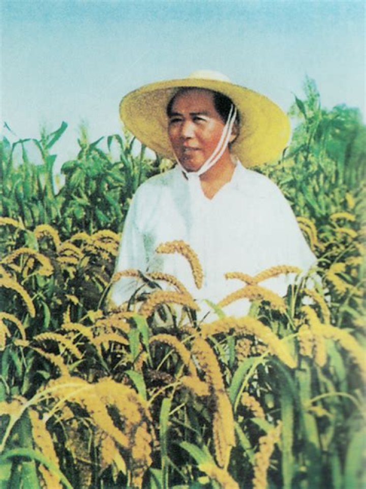 Mao Zedong In Rice Field