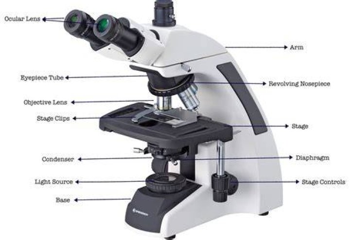 Microscope Images