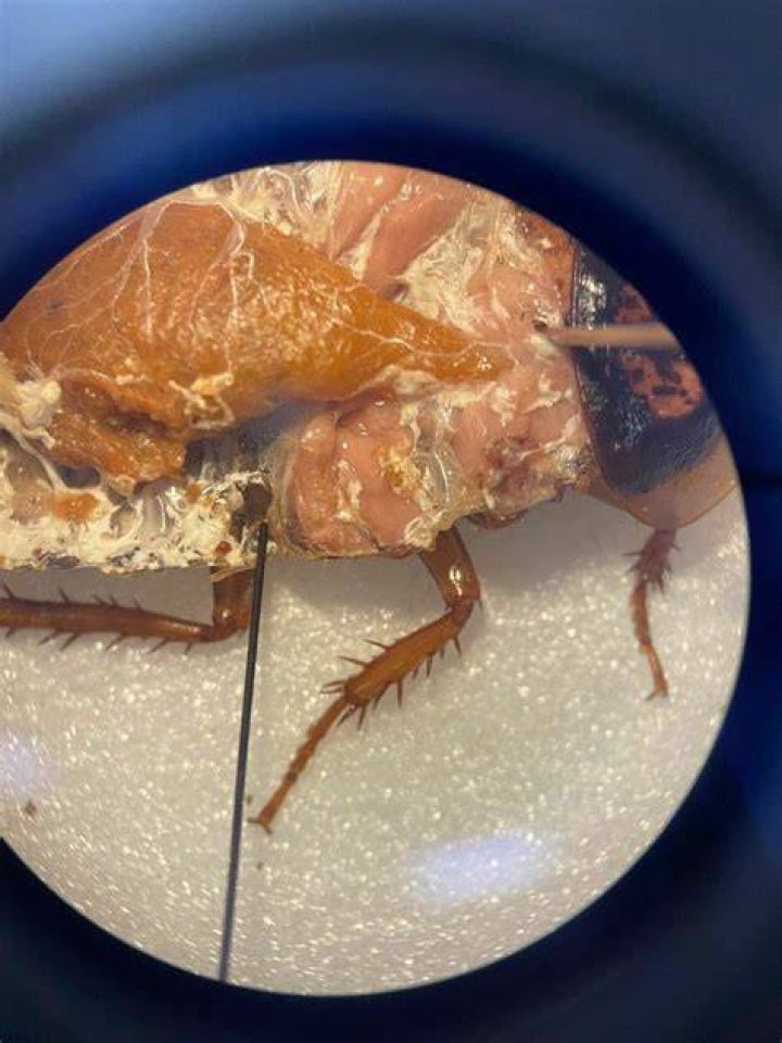 Microscopic Cockroach Anatomy