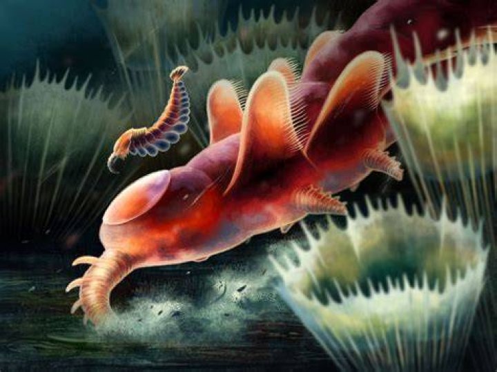Mieridduryn Bonniae