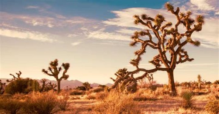 Mojave Desert