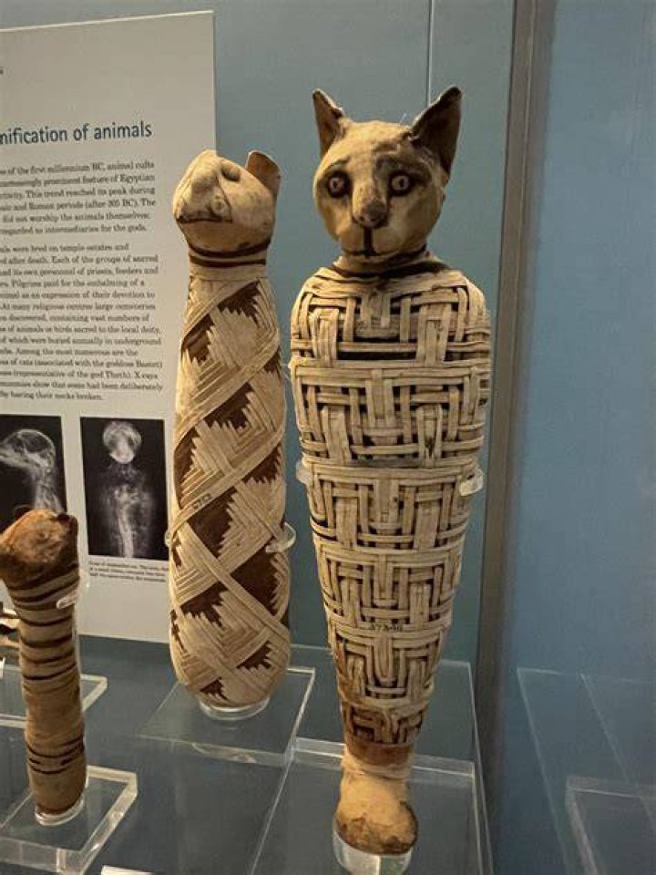 Mummified Cats