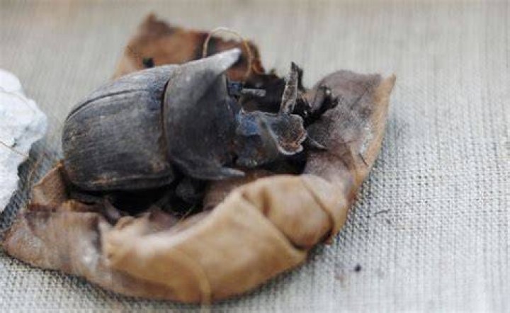 Mummified Scarab Beetles