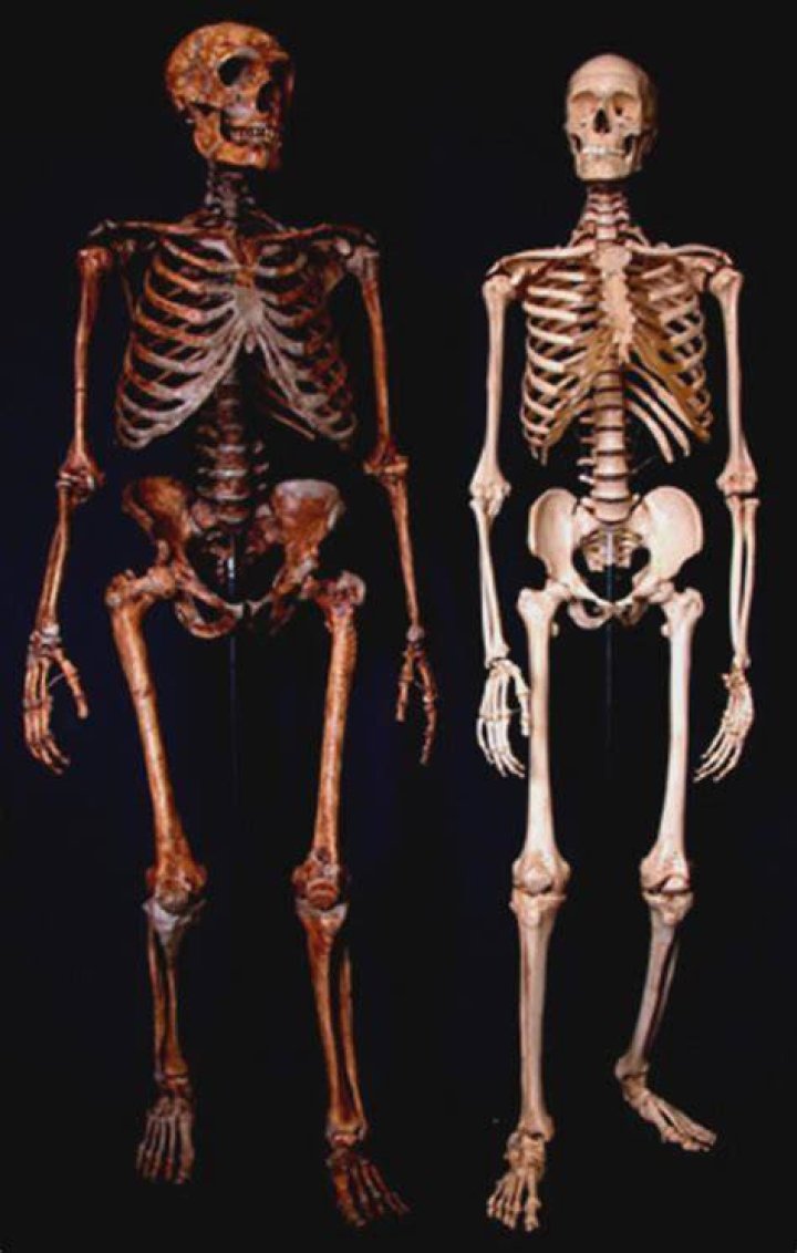 Neanderthal Skeleton